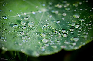 water dew, water drops, macro, leaves