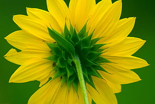 yellow sunflower macroshot