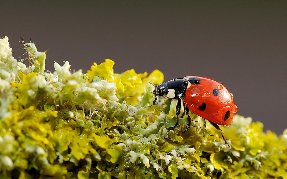 red ladybug bug on green leaf in close-up photography HD wallpaper