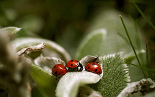 several ladybug beetles perched on white petaled flower closeup photography HD wallpaper