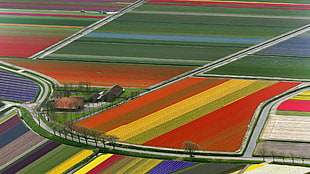 red, yellow, and green artwork, field, flowers