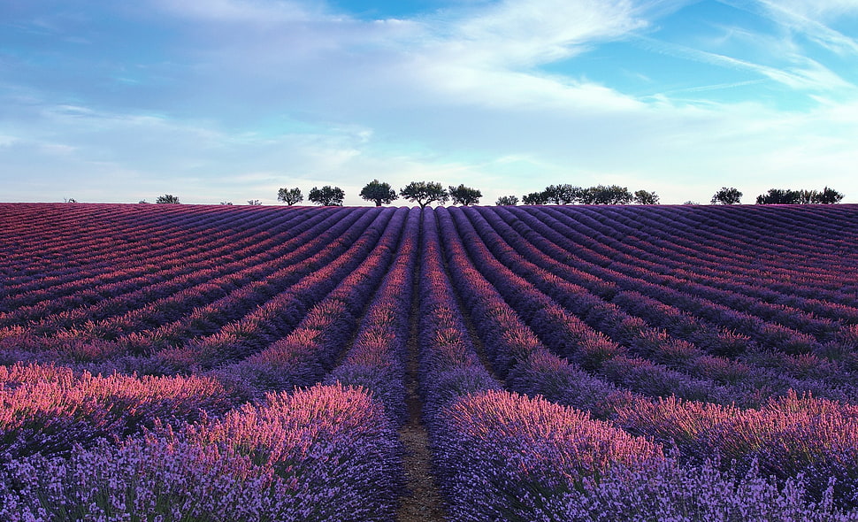 purple flower field, field, landscape, lavender HD wallpaper