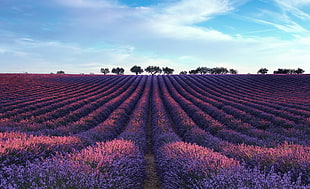 purple flower field, field, landscape, lavender HD wallpaper