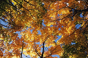 yellow leaves tress HD wallpaper