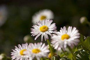 macro photography white Daisy flower at daytime, daisies