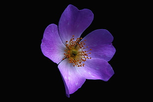 selective focus of purple Iceland Poppy flower