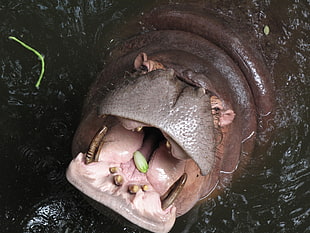 top view of brown Hippo