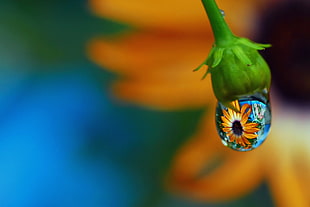 orange and black Daisy reflection on a water droplet
