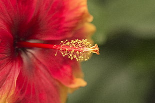 focus photography of red and yellow Hibiscus