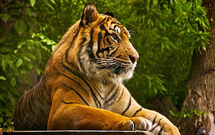 brown and black tiger, tiger, animals