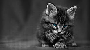 greyscale photo of kitten