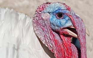 close up photography of turkey
