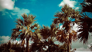 green palm tree, palm trees HD wallpaper
