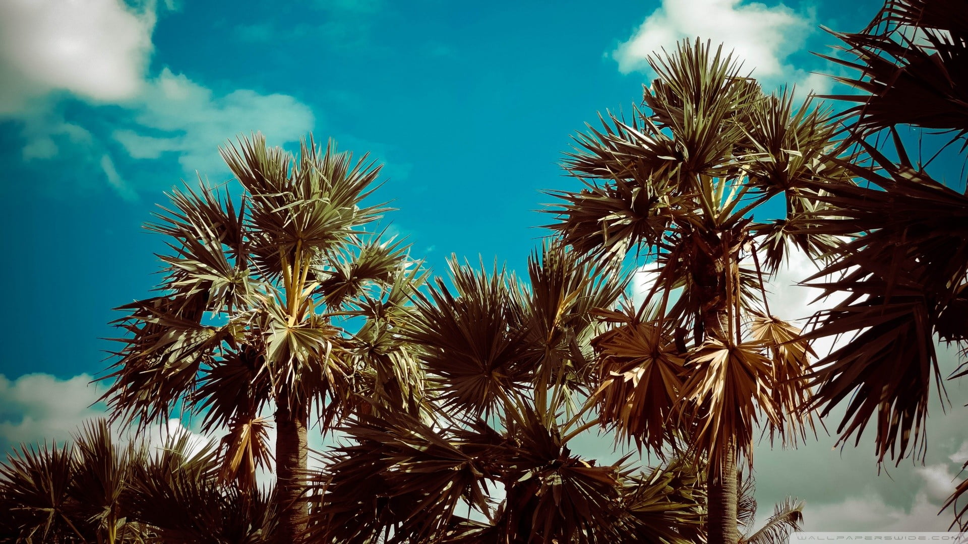 green palm tree, palm trees