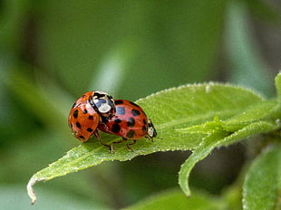 close up focus photo of two red mating Ladybugs on green leaf