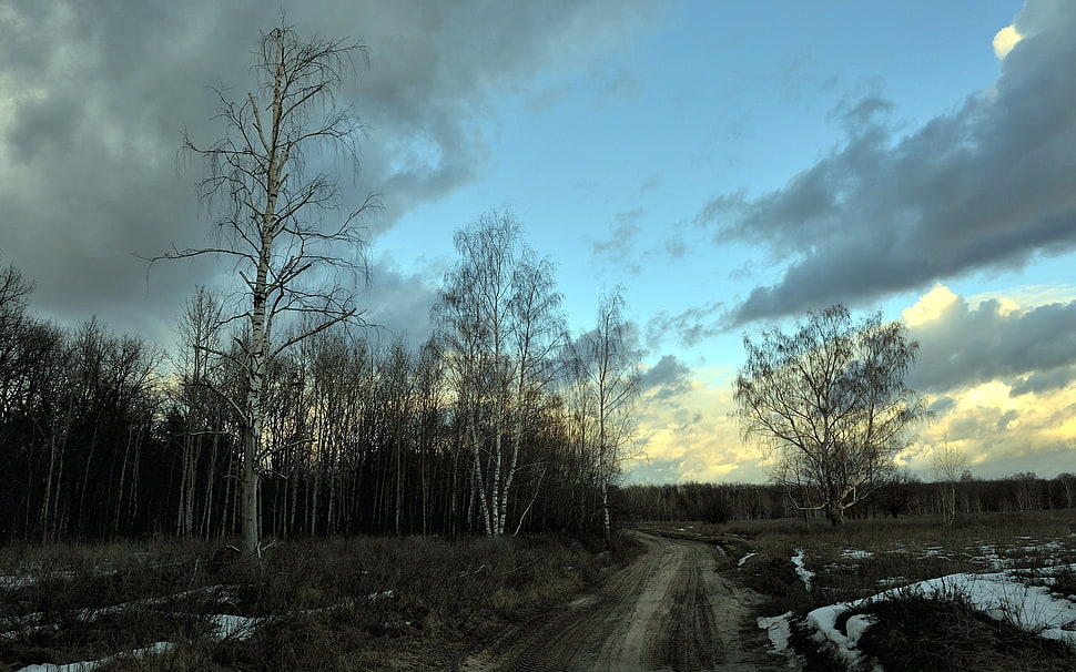 road beside woods HD wallpaper