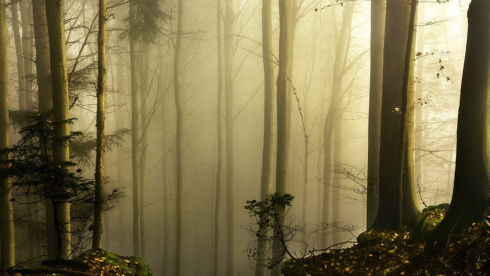 woods with mist HD wallpaper