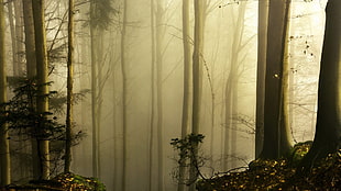 woods with mist