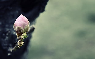 shallow focus photography of pink flower during daytime HD wallpaper