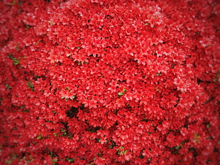 selective focus photography of red azalea flowers