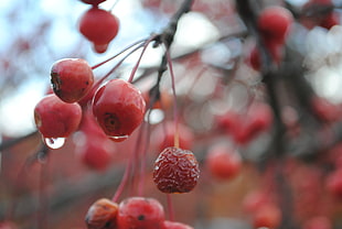 selective photo of red round fruit