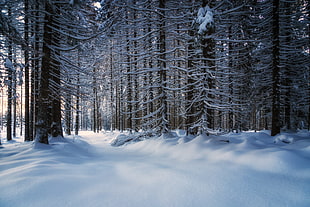 landscape photo of snowy forest HD wallpaper