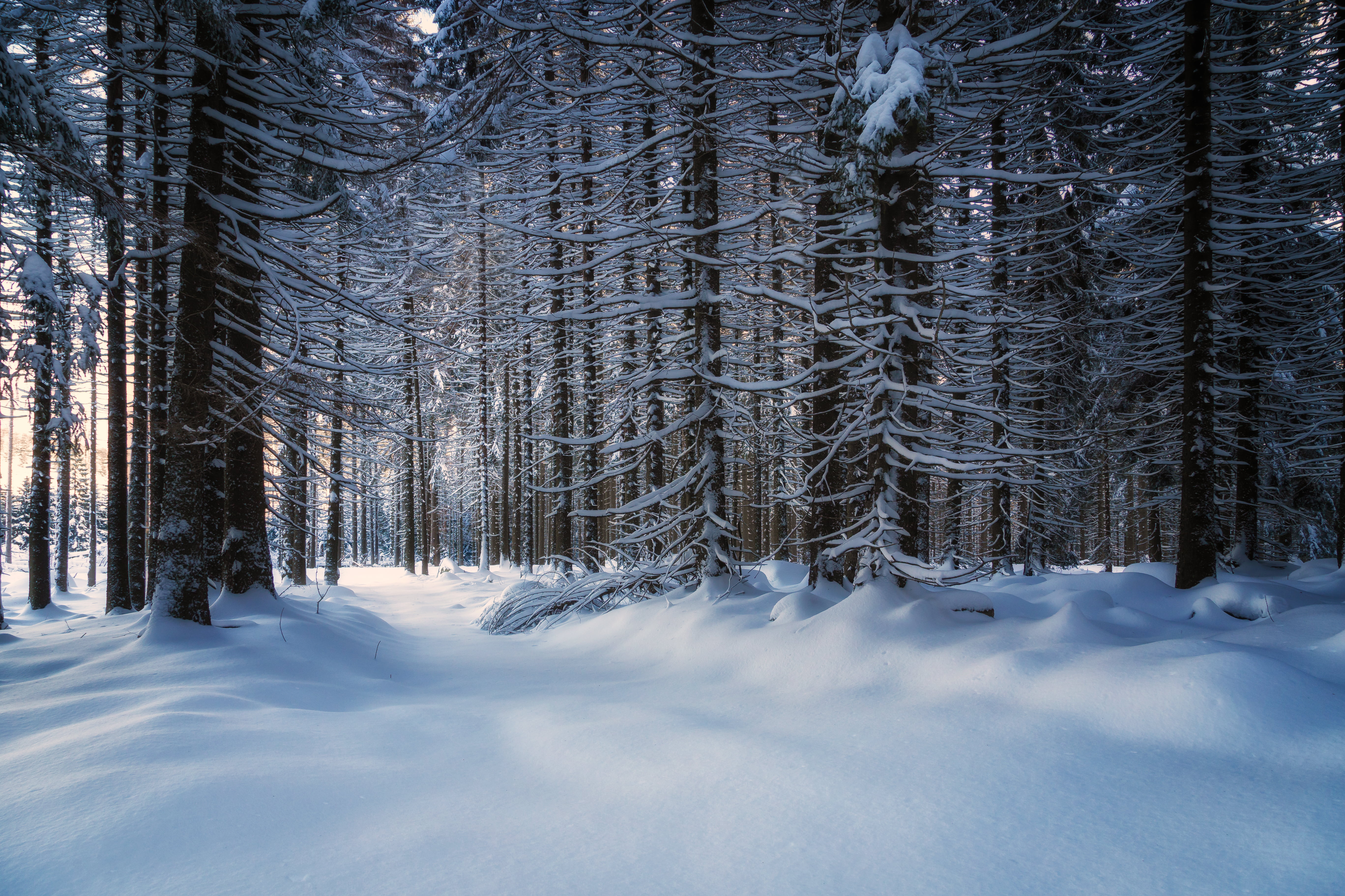 HD wallpaper winter snowy forest path cold nature  Wallpaper Flare
