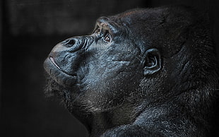 black gorilla illustration, animals, gorillas, closeup HD wallpaper