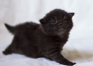 black short coated kitten HD wallpaper