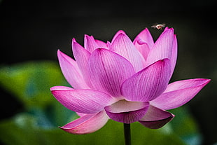 closeup photography of pink lotus flower HD wallpaper