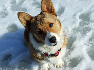 closeup photo of Pembroke Welsh Corgi HD wallpaper