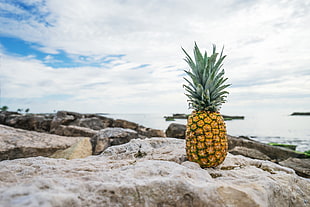 pineapple fruit on rocks HD wallpaper