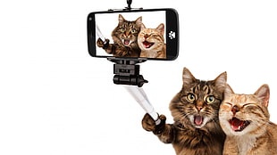 two brown cats, animals, cat, pet, selfies