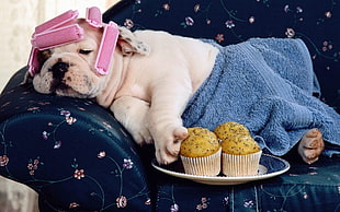 white English Bulldog with cupcake on blue sofa