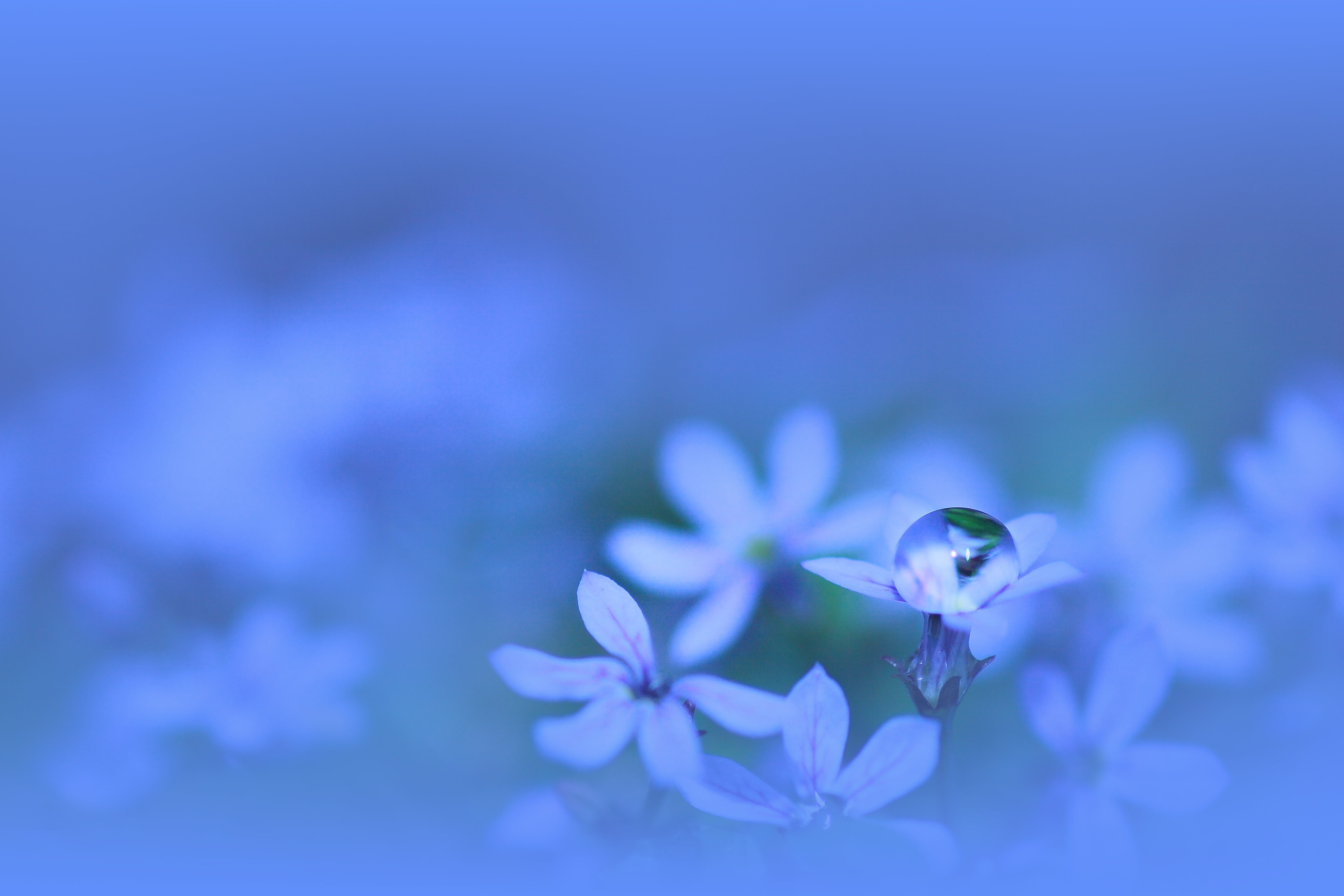 purple Leadwort flowers