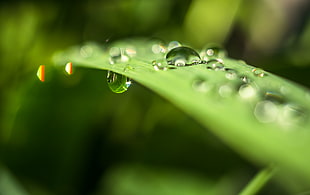 selective focus photography of water dew on green leaf
