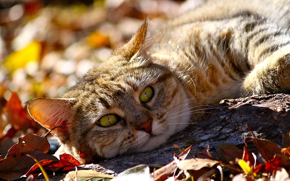 grey tabby cat lying on stone during daytime HD wallpaper