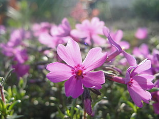 photo of purple 5-petaled flowers HD wallpaper