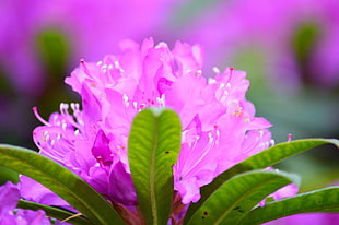 pink Azalea flowers in bloom close-up photo