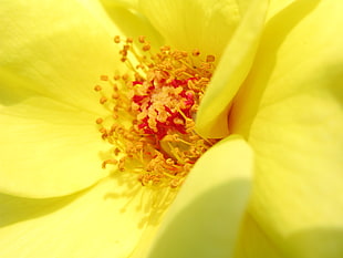 Macro photo of yellow Peony flower HD wallpaper