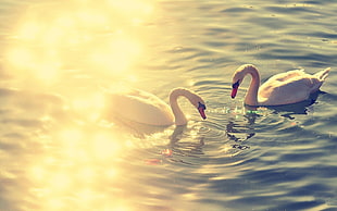two swans on body of water at golden time