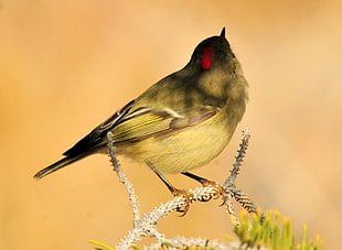 black and yellow bird on branch, kinglet, seedskadee national wildlife refuge HD wallpaper