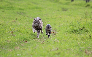 two silver tabby cat and kitten running together