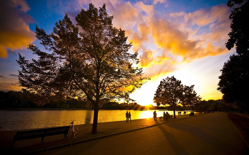 green trees, sunset HD wallpaper