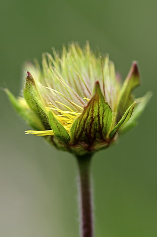 close-up photo of yellow cluster flower HD wallpaper