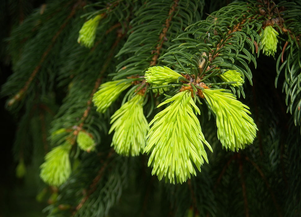 closeup photography of pine tree leaf HD wallpaper