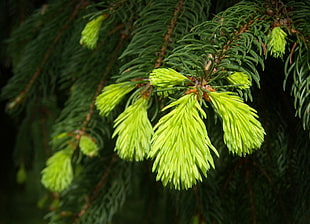 closeup photography of pine tree leaf
