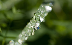 macro-photo of water drops