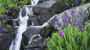 timelapse photo of river near purple flower