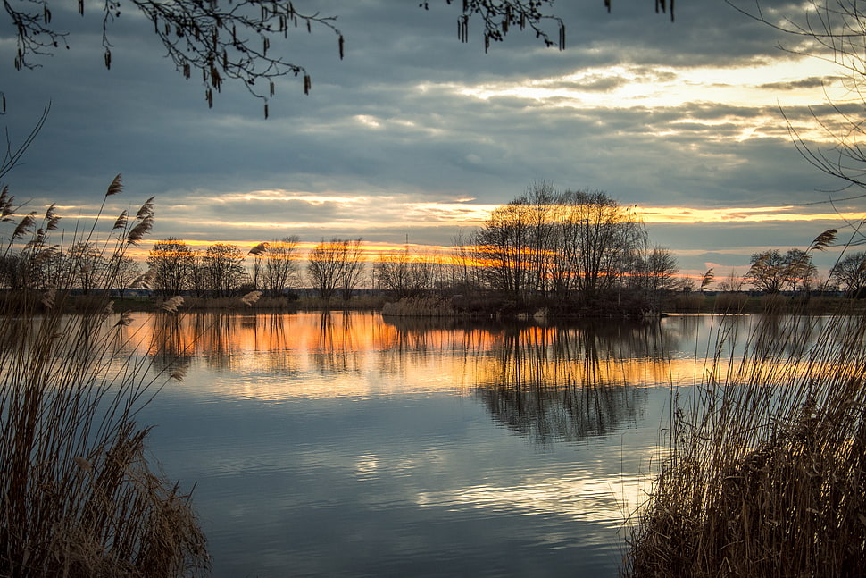 silhouette of bare trees during sunset HD wallpaper